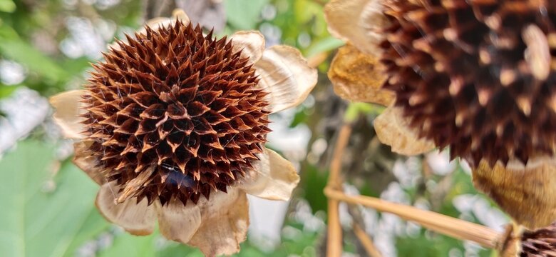 Close-up Of Wilted Plant