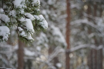 雪の積もったトウヒ