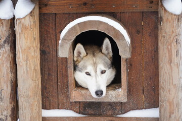 ハスキー犬、犬小屋から覗くハスキー