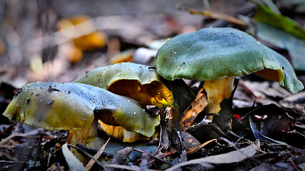 Fungi in the Wonthaggi Wetlands Conservation Park in Autumn, mushroom which may also be a toadstool