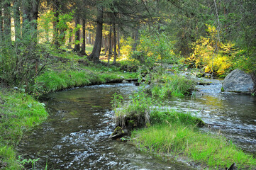 Obraz premium A shallow river flowing through a summer forest in the early morning.