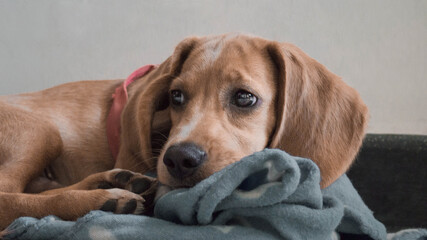 Beautiful dog looking to the side and lying on a blue blanket at home