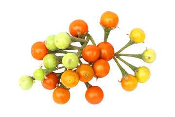 Turkey berry (Solanum torvum) isolated on white background.