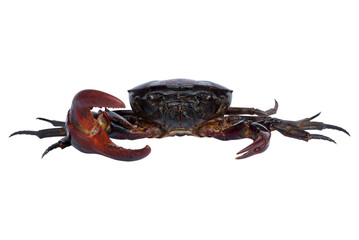 field crab (freshwater crab) isolated on white background