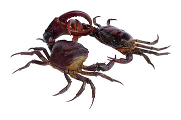 field crab fighting  (freshwater crab) isolated on white background