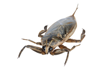 Giant water bug or pimp isolated on white background