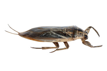 Giant water bug or pimp isolated on white background