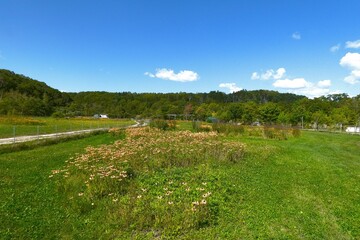 銀河庭園のお花畑