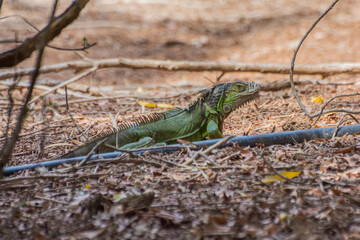 Green iguana