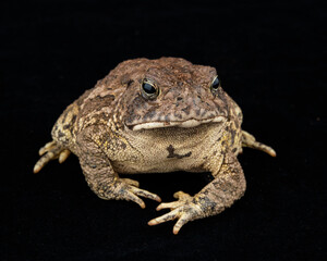 American Toad on black background