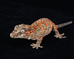 Gargoyle Gecko on black background