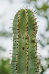 Decorative cactus from a botanical garden
