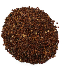 dodder seed on white background

