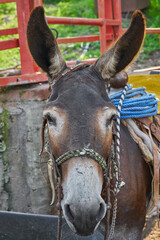 Portrait of a donkey posing inside a corral on a rural ranch