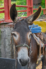 Portrait of a mule posing inside a corral at a rural ranch