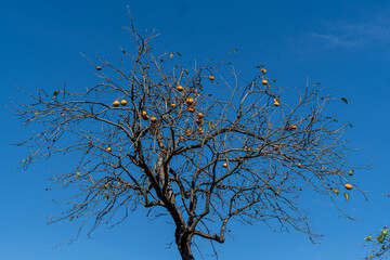 Branches of a persimmon tree shining in the blue sky