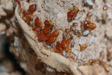 large termites team on a termite nest,close up