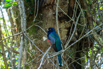 Surucuá landed on a twig with vegetation behind