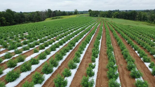 Aerial Video of Hemp Farming Field in Warsaw, Kentucky