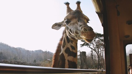 A giraffe at the zoo is watching.