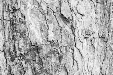 Cracks of tree bark texture and background seamless