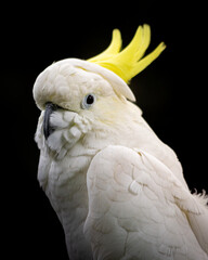 close up of a cockatoo