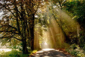 Obraz premium Scandinavian forest in autumn time with sun rays coming through the trees
