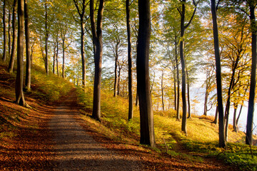 Fototapeta premium Scandinavian forest in autumn time with Sun rays coming through the trees