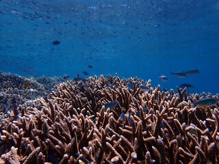 Naklejka na ściany i meble Staghorn coral on tropical coral reef with fish