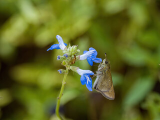 Everes pollinate Salvia in shanghai china