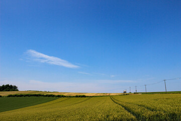 Fototapeta na wymiar 夏の緑の麦畑と青空 