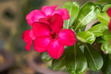 Red azaleas (Adenium obesum)