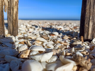 shells on the beach