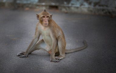 Monkeys from Southeast Asia. Filmed in Cambodia	