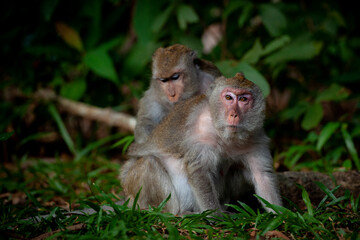 Monkeys from Southeast Asia. Filmed in Cambodia	