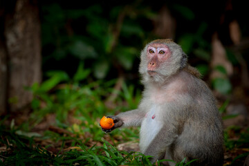 Monkeys from Southeast Asia. Filmed in Cambodia	