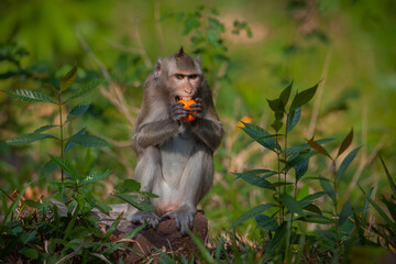 Monkeys from Southeast Asia. Filmed in Cambodia	