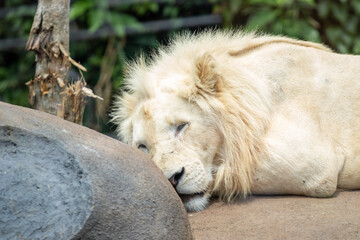 The white lion is sleeping, the white lion is one of the most popular lion species in the world. © Jagat Stock