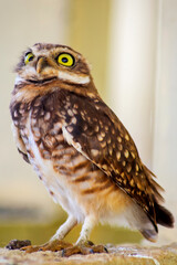 Burrowing owl in Autódromo José Carlos Pace, Brazil 