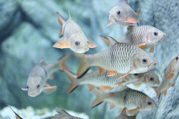 Fototapeta premium Lot of Thai Fishes Species inside tank of water at Bungchawak aquarium. Bungchawak is one of popular aquarium and zoo in Thailand.