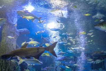 Thai CatFish Species inside tank of water at Bungchawak aquarium. Bungchawak is one of popular aquarium and zoo in Thailand.