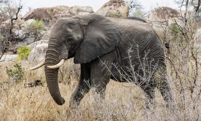 Fototapeta premium A mighty elephant in the Kruger National Park