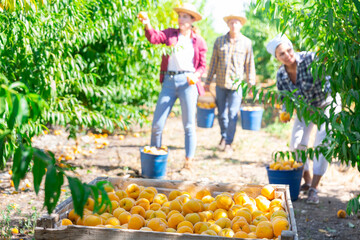 Box full of peaches placed amongst trees in plantation. Three workers harvesting peaches in background.