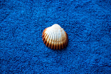Seashell shell sea beach blue and brown nature
