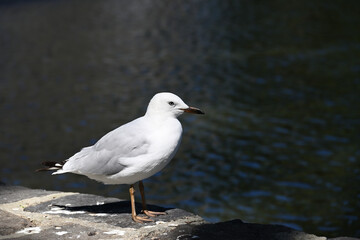 A side-on photo of a silver gull, also known as a seagull, standing on bluestone beside a lake