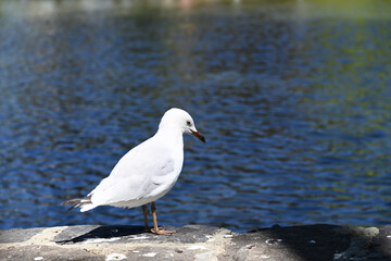 A sunlit seagull, or silver gull, standing on the edge of a lake, peering down at the water