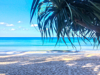 beach, palm trees and Andaman sea in Thailand on Phuket island
