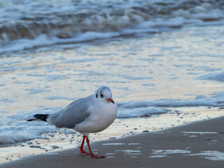 Seagull walking along the seashore. Seagull standing on the sandy beach of the sea.