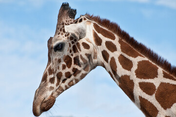 close up of giraffe head