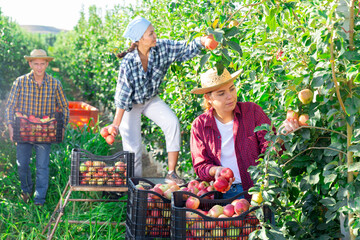 Fototapeta premium Focused female farmer with group of farm workers harvesting crop of ripe apples at a garden